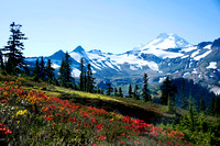 Wild Flowers of Mount Baker